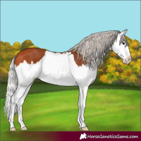 Horse Color:Silver Bay Splash 