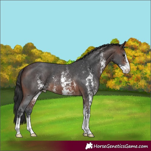 Horse Color:Brown Sabino 