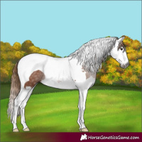 Horse Color:Gray Chestnut Splash Tobiano 