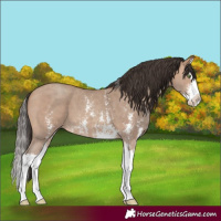 Horse Color:Sable Champagne Sabino Splash 