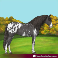 Horse Color:Smoky Black Sabino Appaloosa 