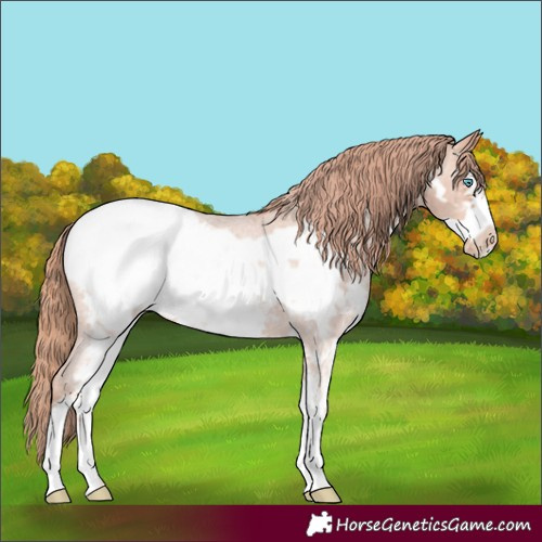 Horse Color:Gold Champagne Roan Sabino Frame Appaloosa 