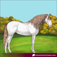 Horse Color:Gold Champagne Roan Sabino Frame Snowcap 