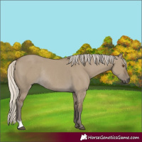 Horse Color:Silver Smoky Grullo Rabicano 