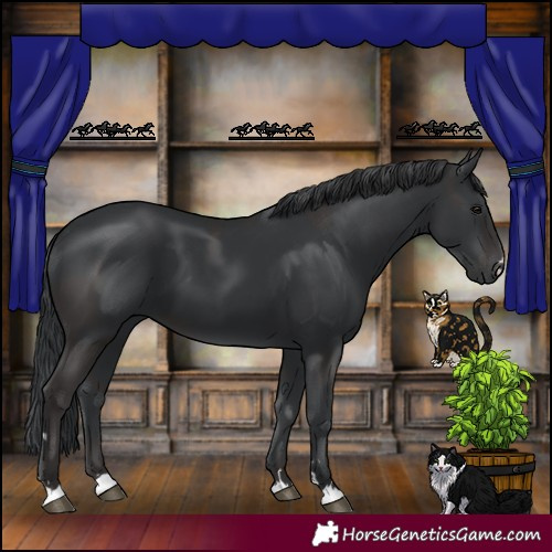 Horse Color:Smoky Black and Black