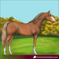 Horse Color:Chestnut and Chestnut