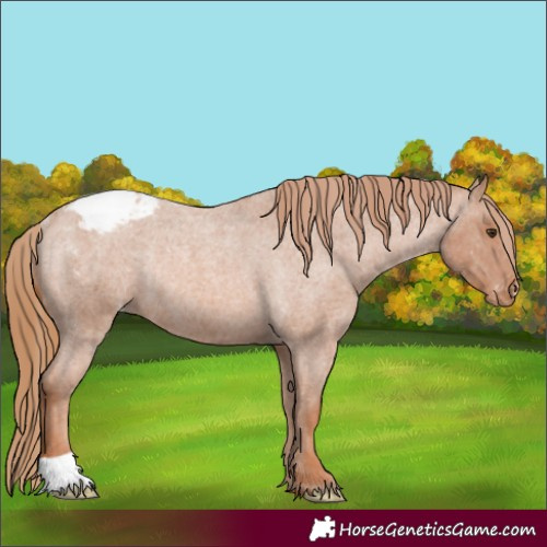 Horse Color:Red Roan Appaloosa Rabicano 