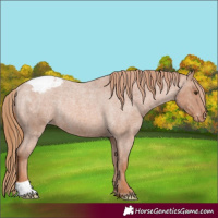 Horse Color:Red Roan Appaloosa Rabicano 