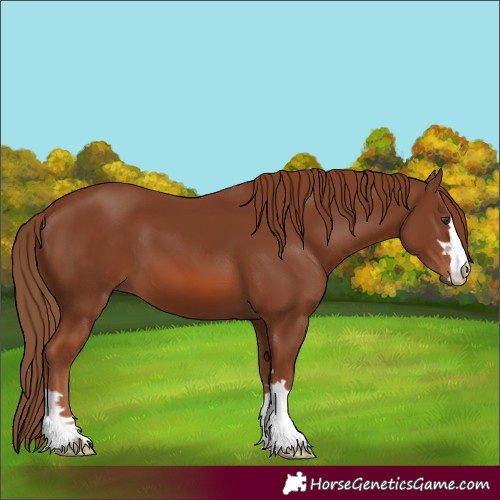Horse Color:Chestnut 