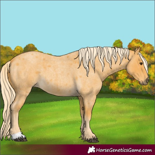 Horse Color:Palomino Roan 