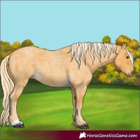 Horse Color:Palomino Roan