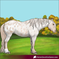 Horse Color:Red Roan Blanket