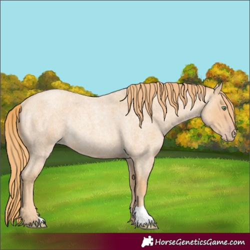 Horse Color:Gold Champagne Roan Rabicano 