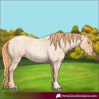 Horse Color:Gold Champagne Roan Rabicano