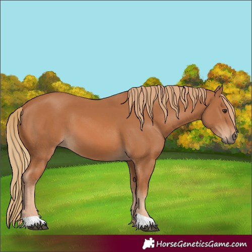 Horse Color:Chestnut 