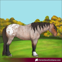 Horse Color:Bay Roan Appaloosa 