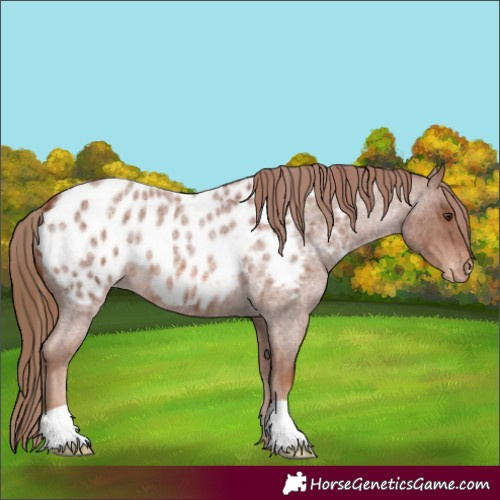 Horse Color:Red Roan Appaloosa