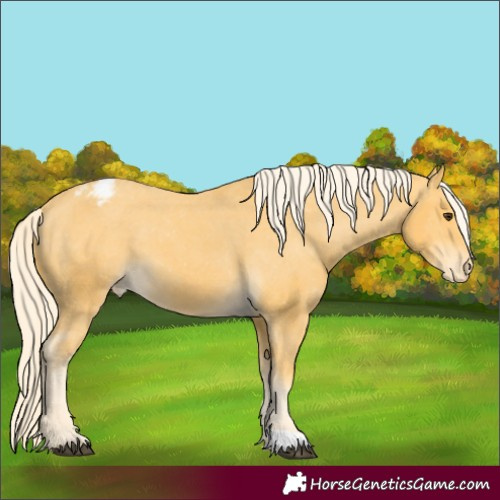 Horse Color:Palomino Appaloosa