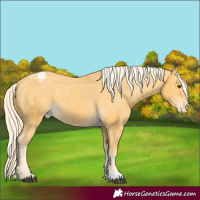 Horse Color:Palomino Appaloosa