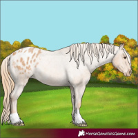 Horse Color:Red Roan Appaloosa Rabicano