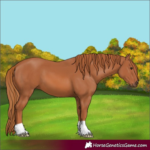 Horse Color:Chestnut 