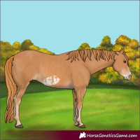 Horse Color:Chestnut  and Chestnut Frame 