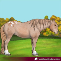 Horse Color:Chestnut Appaloosa