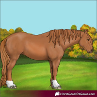 Horse Color:Chestnut 