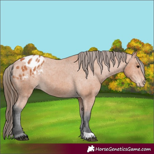 Horse Color:Bay Appaloosa 