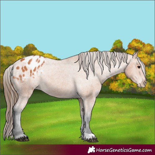 Horse Color:Bay Appaloosa