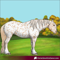 Horse Color:Chestnut Near Leopard 