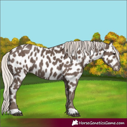 Horse Color:Silver Black Appaloosa 