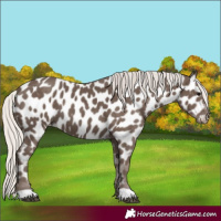 Horse Color:Silver Black Appaloosa 