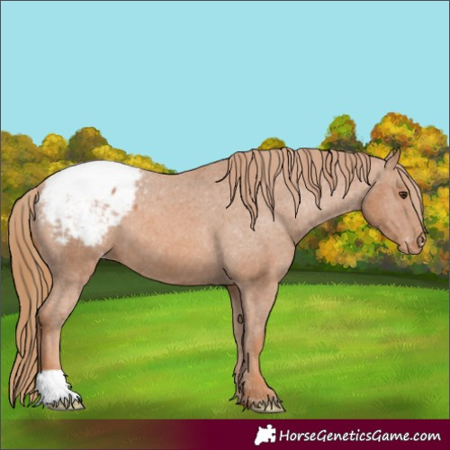 Horse Color:Chestnut Appaloosa 