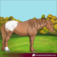 Horse Color:Chestnut Snowcap 