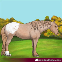 Horse Color:Chestnut Appaloosa
