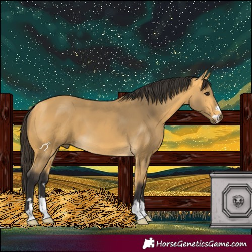 Horse Color:Buckskin 