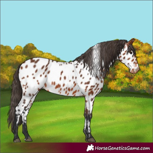 Horse Color:Bay Appaloosa