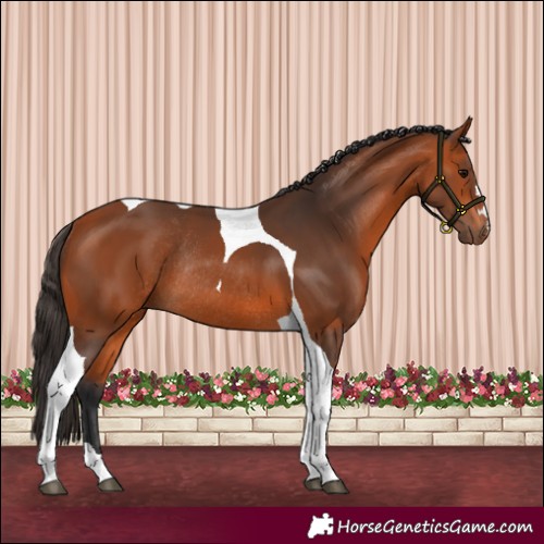 Horse Color:Bay Tobiano Rabicano 