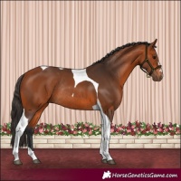 Horse Color:Bay Tobiano Rabicano 