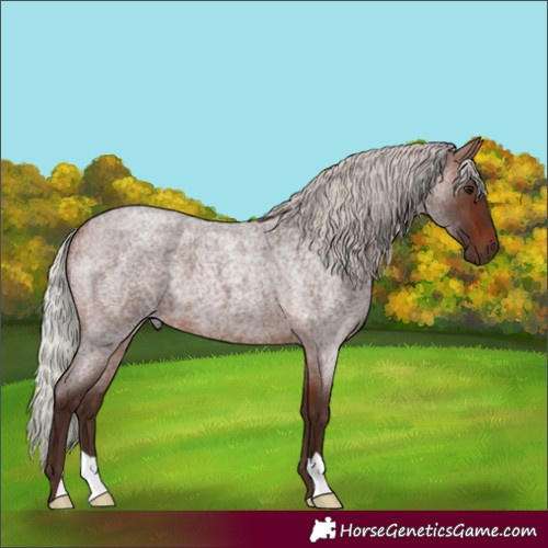 Horse Color:Silver Brown Roan 