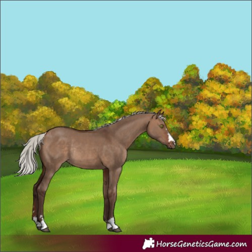 Horse Color:Silver Brown Dun Rabicano 