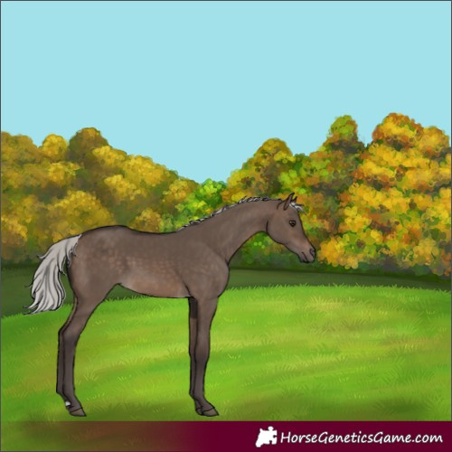 Horse Color:Silver Brown Dun 