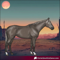 Horse Color:Gray Silver Grullo 