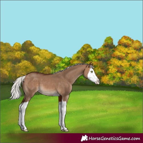 Horse Color:Silver Bay Dun Splash 
