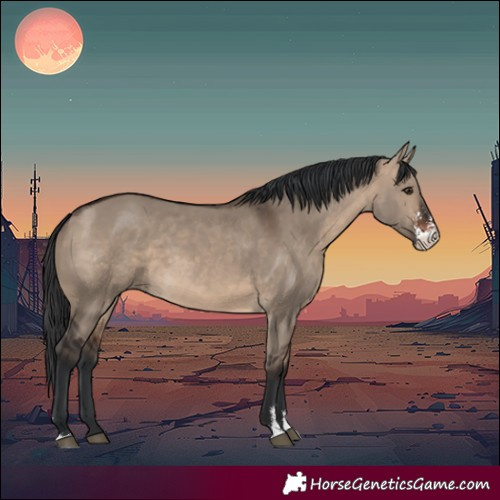 Horse Color:Brown Dun Sabino
