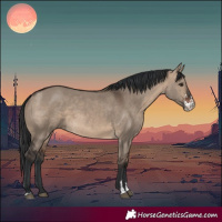 Horse Color:Brown Dun Sabino 