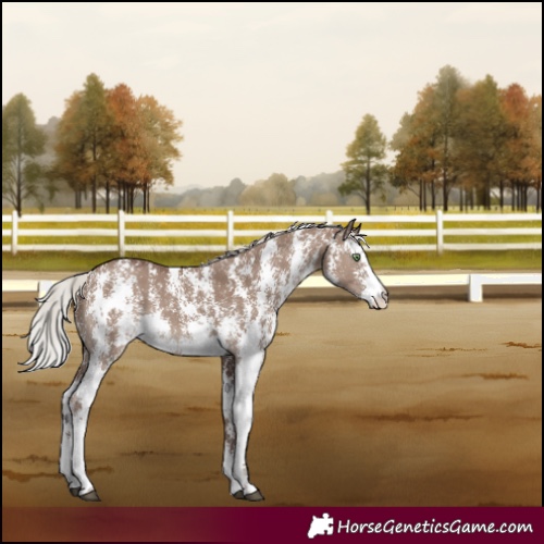 Horse Color:Silver Grullo Sabino 