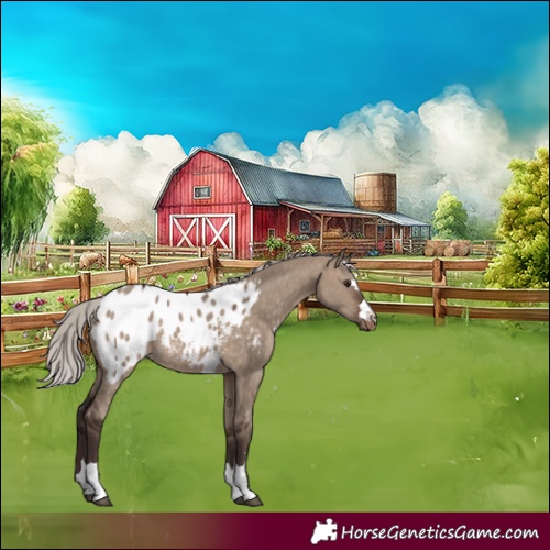 Horse Color:Silver Brown Dun Appaloosa 
