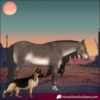 Horse Color:Brown Dun